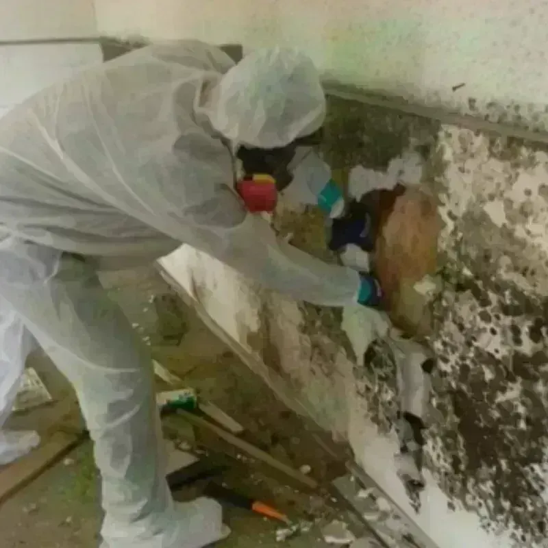 Mold Remediation and Removal in Liberty, UT